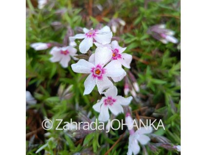 Phlox subulata 'Coral Eye'_1