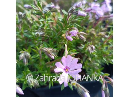 Phlox subulata 'Fort Hill'_2