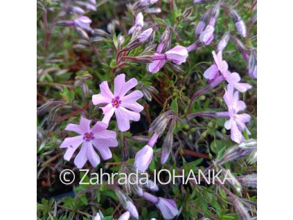Phlox subulata 'Fort Hill'_2