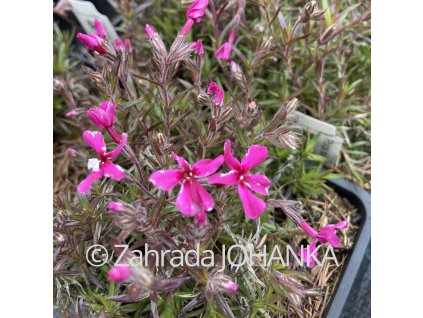 Phlox subulata 'Red Wings'