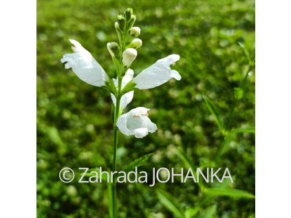 Physostegia virginiana 'Summer Snow'_1