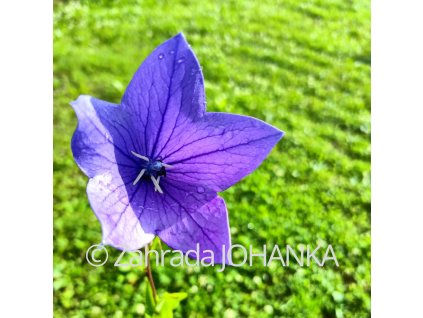 Platycodon grandiflorus 'Fuji Blue'_4