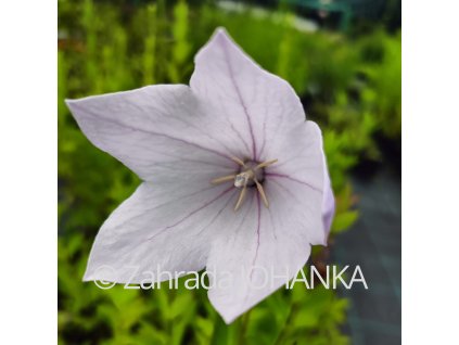 Platycodon grandiflorus 'Fuji Pink'_3