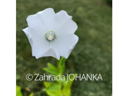 Platycodon grandiflorus 'Fuji White'_2