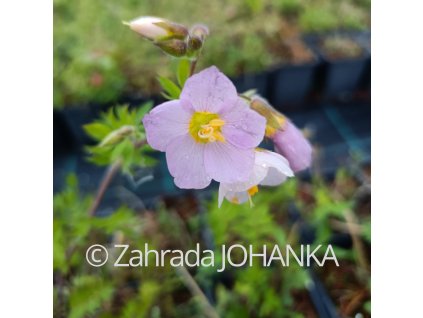 Polemonium carneum