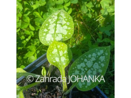 Pulmonaria 'Moonshine'_1