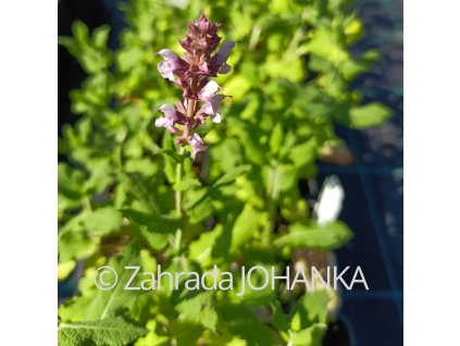 Salvia nemorosa 'Salute Light Pink'_2