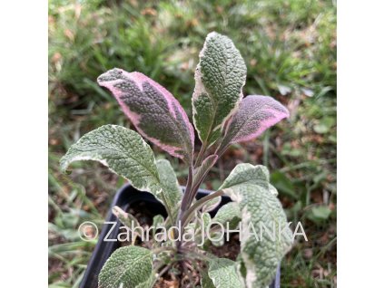 Salvia officinalis 'Tricolor'_1