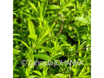Satureja montana 'Citriodora' _1