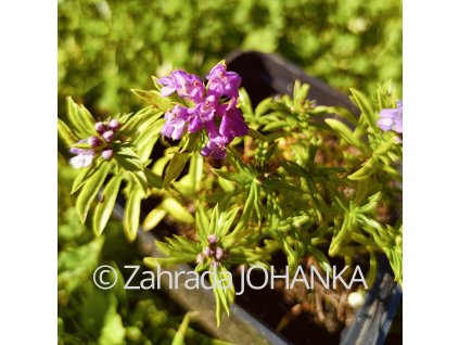 Satureja montana ssp. Illyrica_2