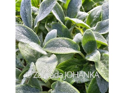 Stachys byzantina 'Silver Carpet'