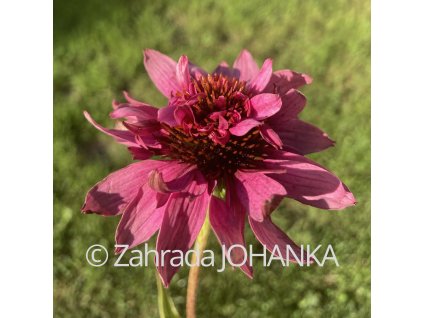 Echinacea purpurea 'Double Decker'_3