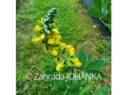 Thermopsis caroliniana_1