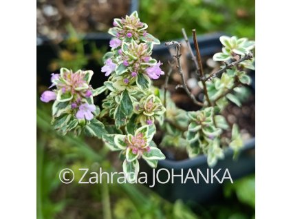 Thymus citriodorus 'Silver Queen'_1