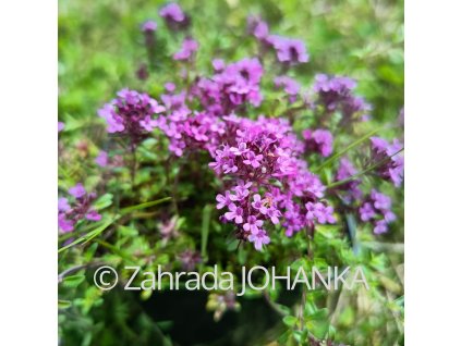 Thymus praecox 'Coccineus'_3