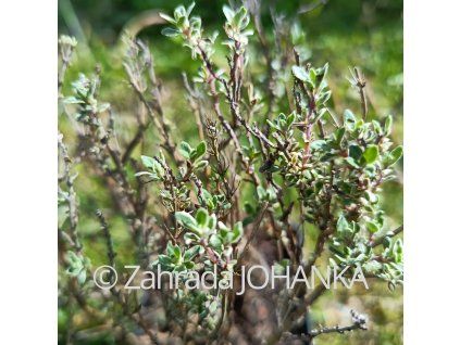 Thymus vulgaris 'Silver Posie'