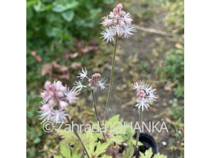 Tiarella 'Pink Skyrocket'
