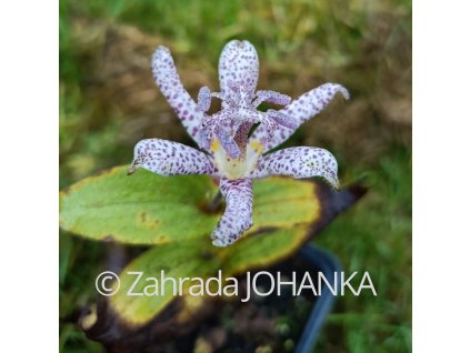 Tricyrtis hirta 'Miyazaki'_1