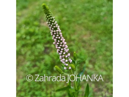 Veronica longifolia 'First Choice'_1