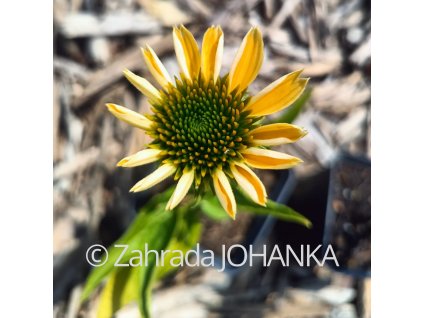 Echinacea purpurea 'Mellow Yellows' _2