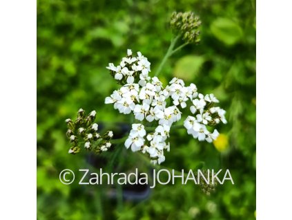 Achillea millefolium 'Weisses Wunder'