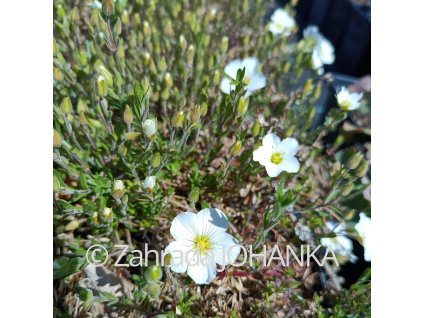 Arenaria montana