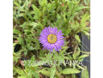 Erigeron speciosus 'Azurfee'