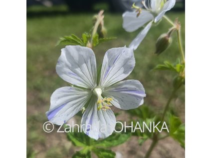 Geranium pratense 'Striatum'_2