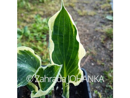 Hosta 'Patriot'