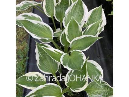 Hosta 'Patriot' _5