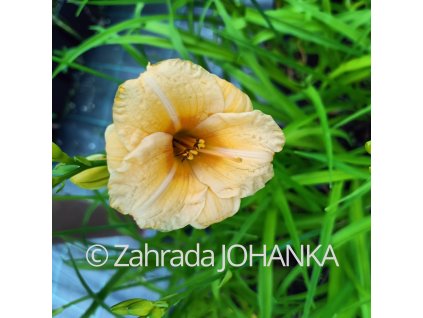 Hemerocallis hybr. 'Longfields Pearl'