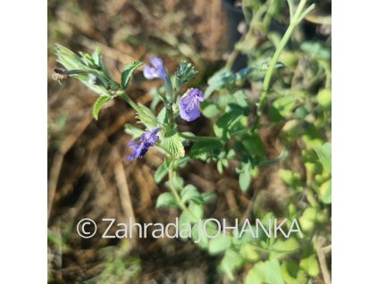 Nepeta racemosa 'Grog'_1