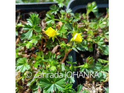 Potentilla aurea_1