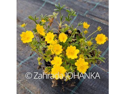 Potentilla aurea_3
