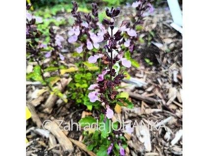 Teucrium chamaedrys_2