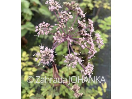 Angelica sylvestris 'Vicar's Mead