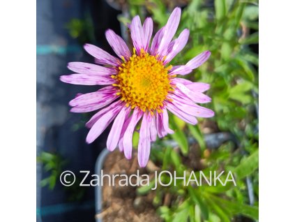 Aster alpinus_2