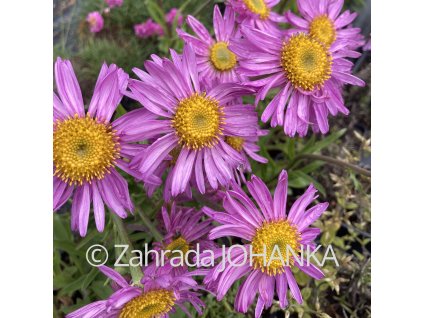 Aster alpinus_5