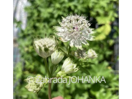 Astrantia major