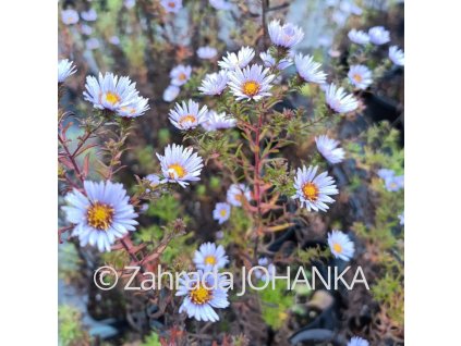 Aster x amethystinus 'Freiburg'_1
