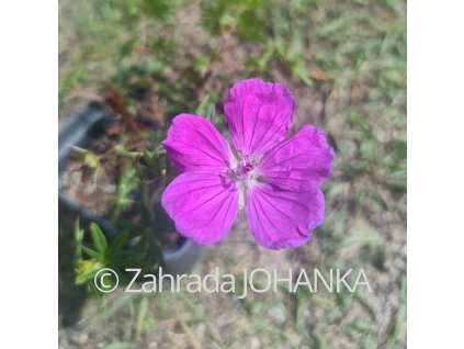 Geranium sanguineum 'Cedric Morris'