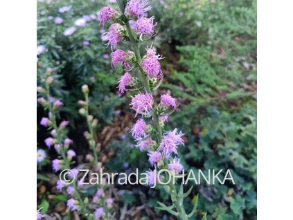 Liatris aspera