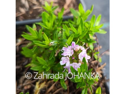Thymus longicaulis 'Odoratus'_1