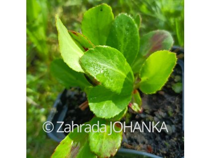 Bergenia 'Baby Doll' _1