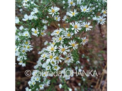 Aster ericoides 'Schneegitter'_1