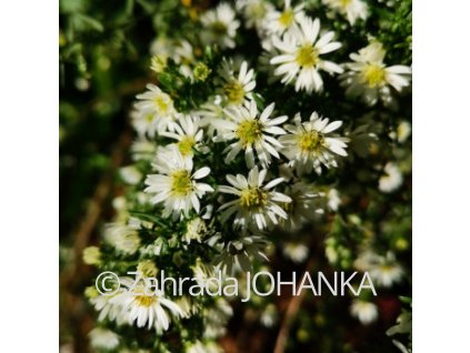 Aster ericoides 'Schneegitter'