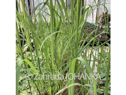 Miscanthus sacchariflorus 'Sommerfeder'