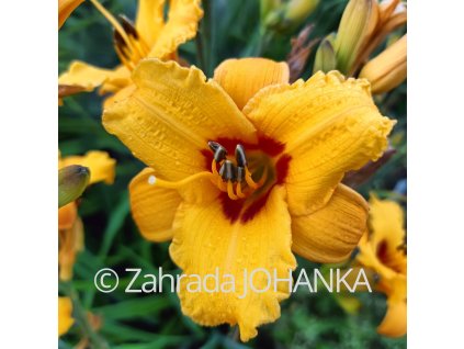 Hemerocallis hybr. 'Little Paul' _1