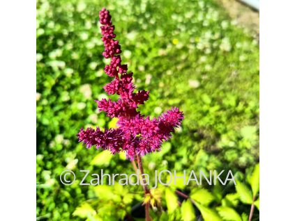Astilbe chinensis 'Vision in Red' _1