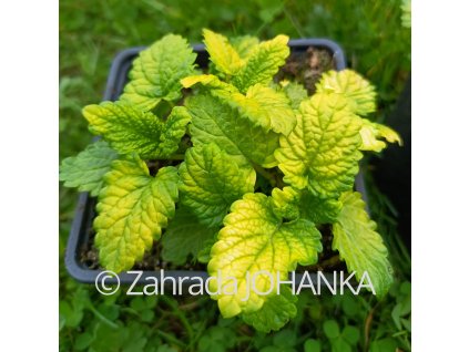 Melissa officinalis 'Gold Leaf'